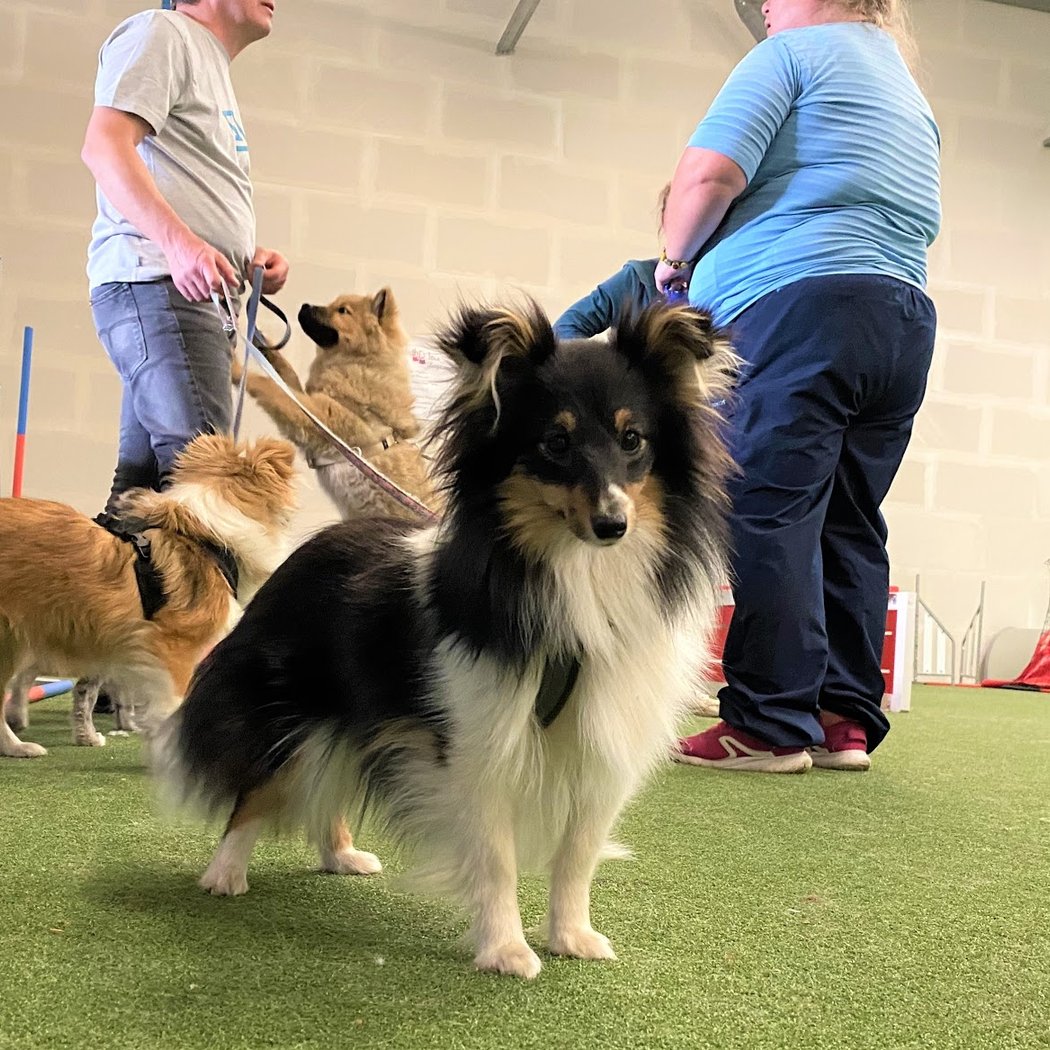 Dynamic Dogs 3
